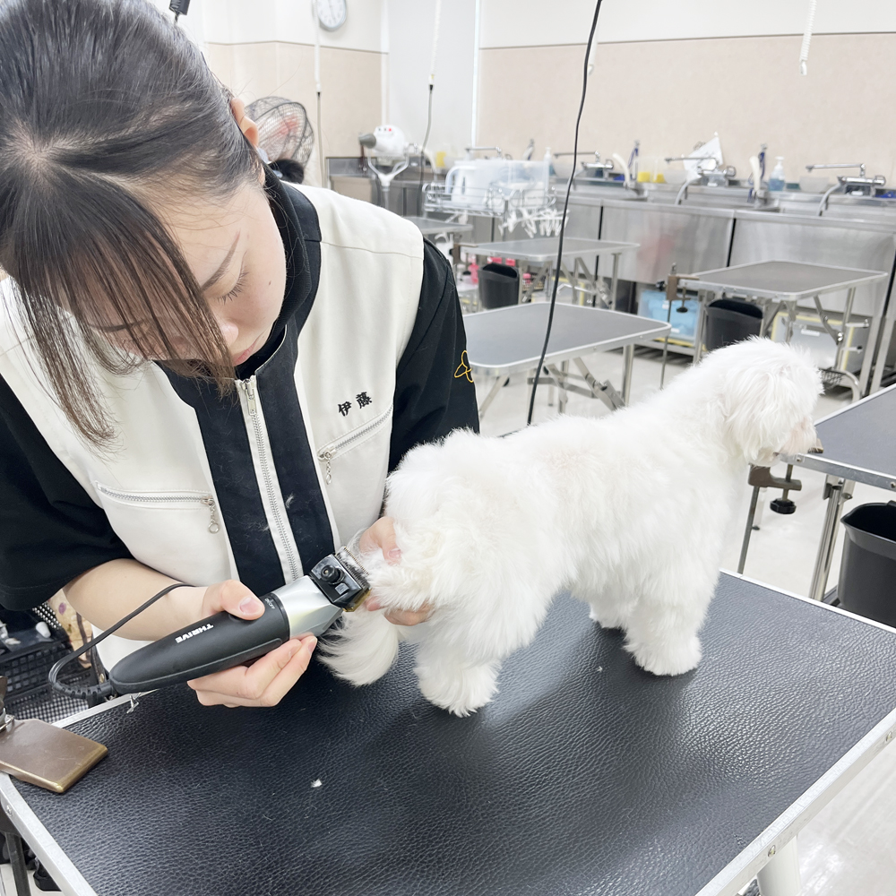 お客様の愛犬をトリミング！①